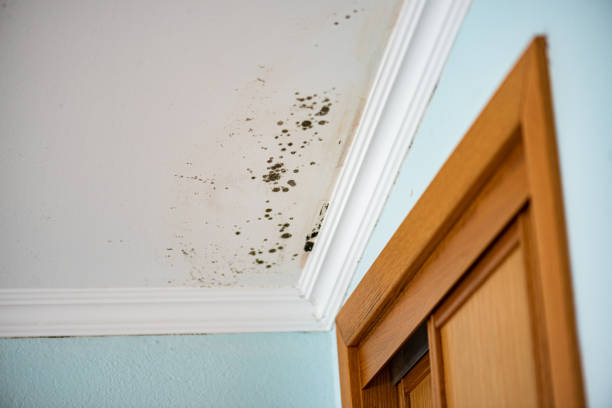 Best Residential Mold Remediation in Paducah, TX