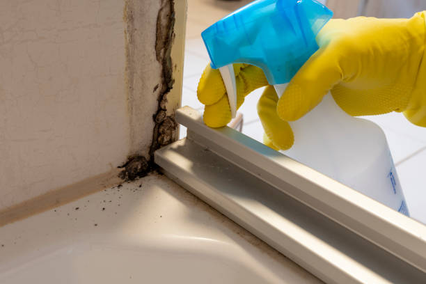 Best Industrial Mold Remediation in Paducah, TX