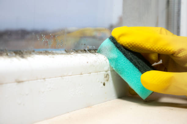 Best Bathroom Mold Remediation in Paducah, TX