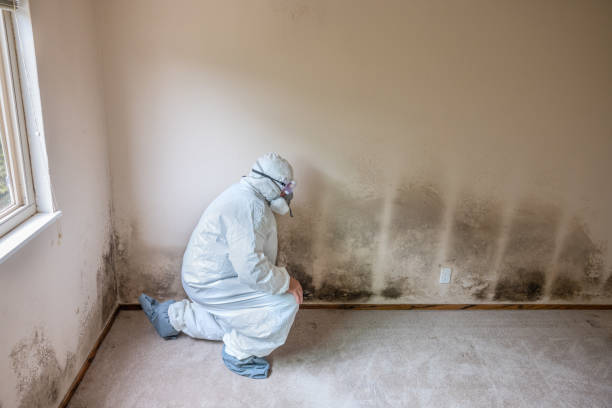 Best DIY Mold Remediation Support Services in Paducah, TX