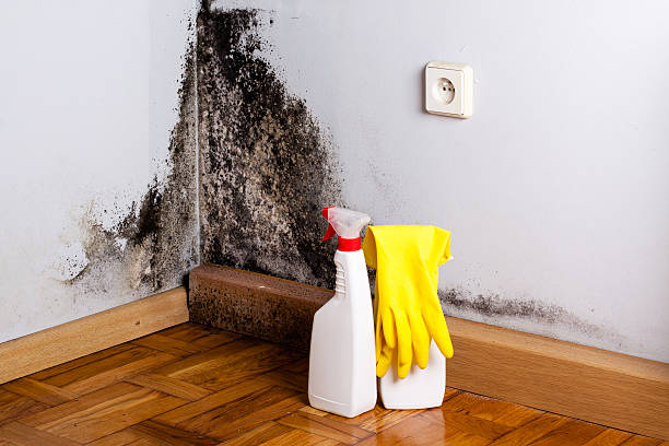 Best Black Mold Remediation in Paducah, TX