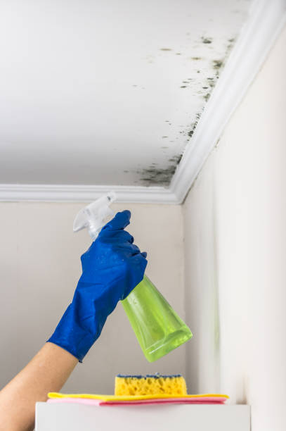 Paducah, TX Mold Remediation Company