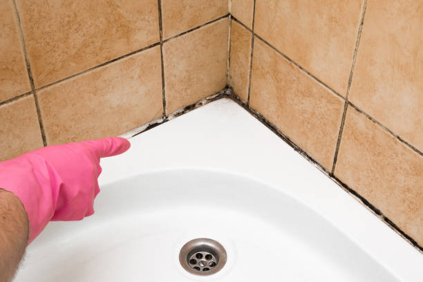 Professional Mold Remediation in Paducah, TX